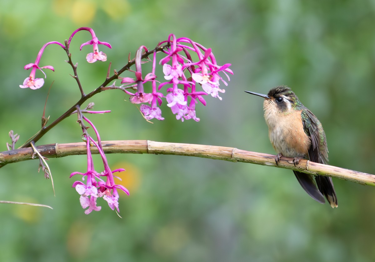 Speckled Hummingbird - ML638164685