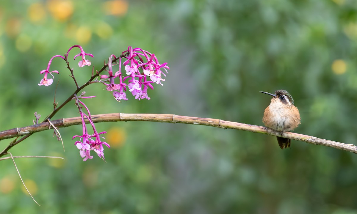 Speckled Hummingbird - ML638164686