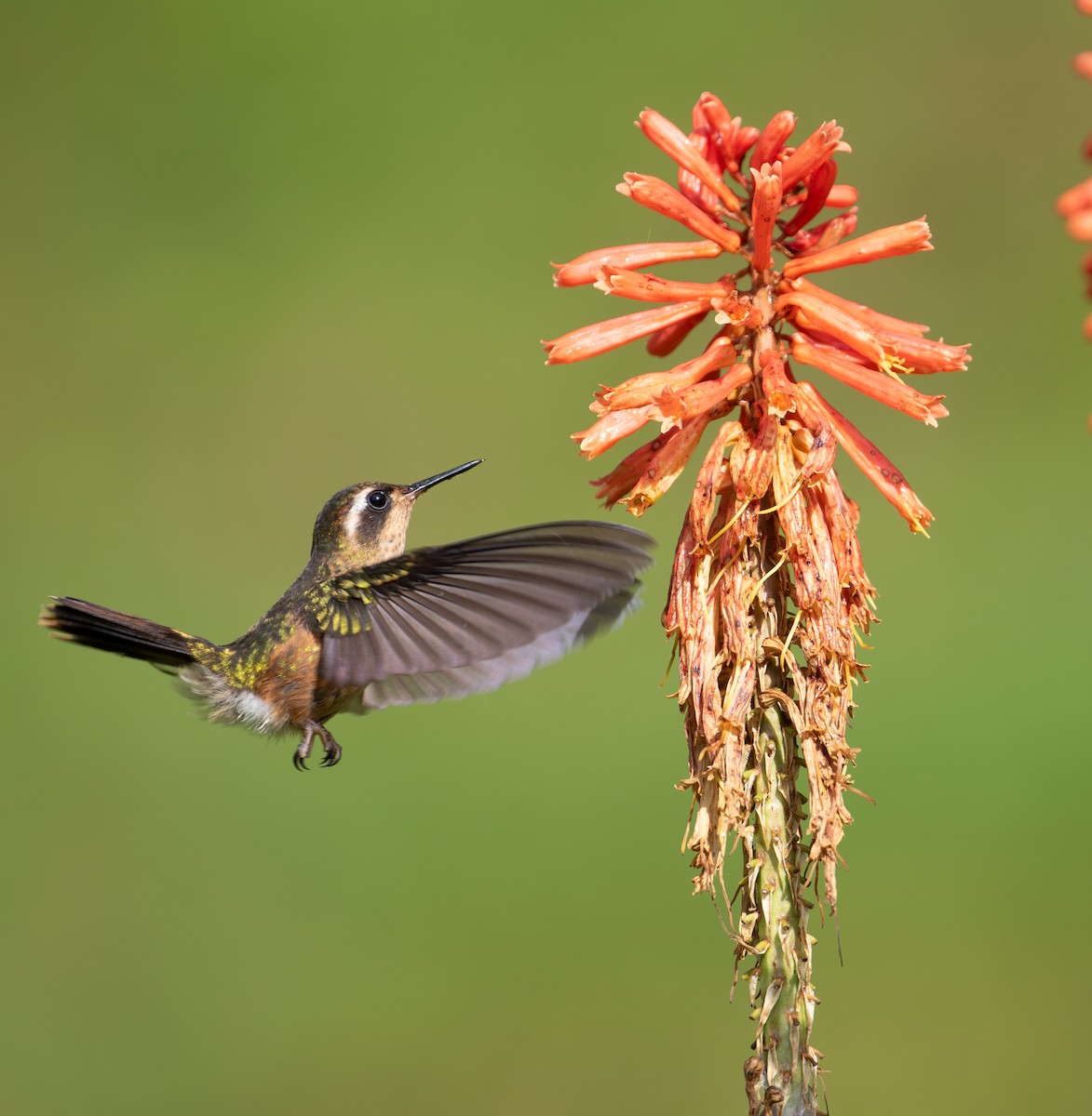Speckled Hummingbird - ML638164687