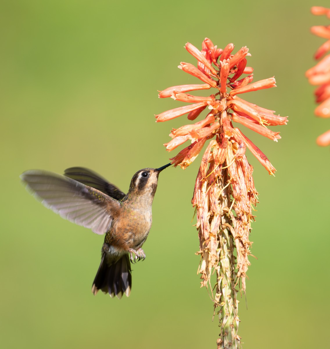 Speckled Hummingbird - ML638164688