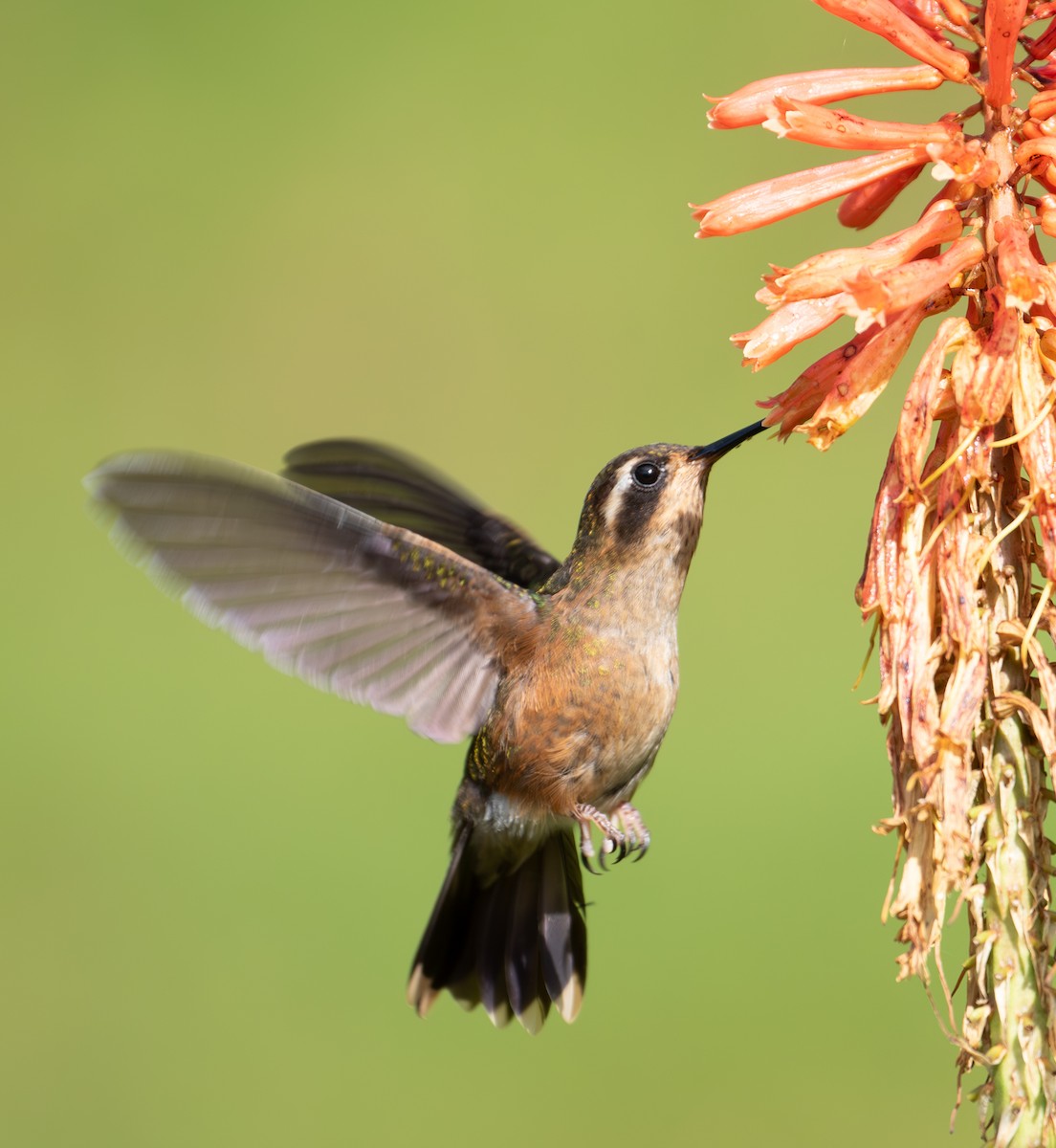 Speckled Hummingbird - ML638164689