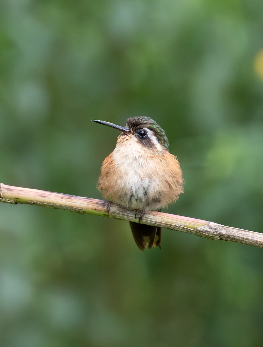 Speckled Hummingbird - ML638164690
