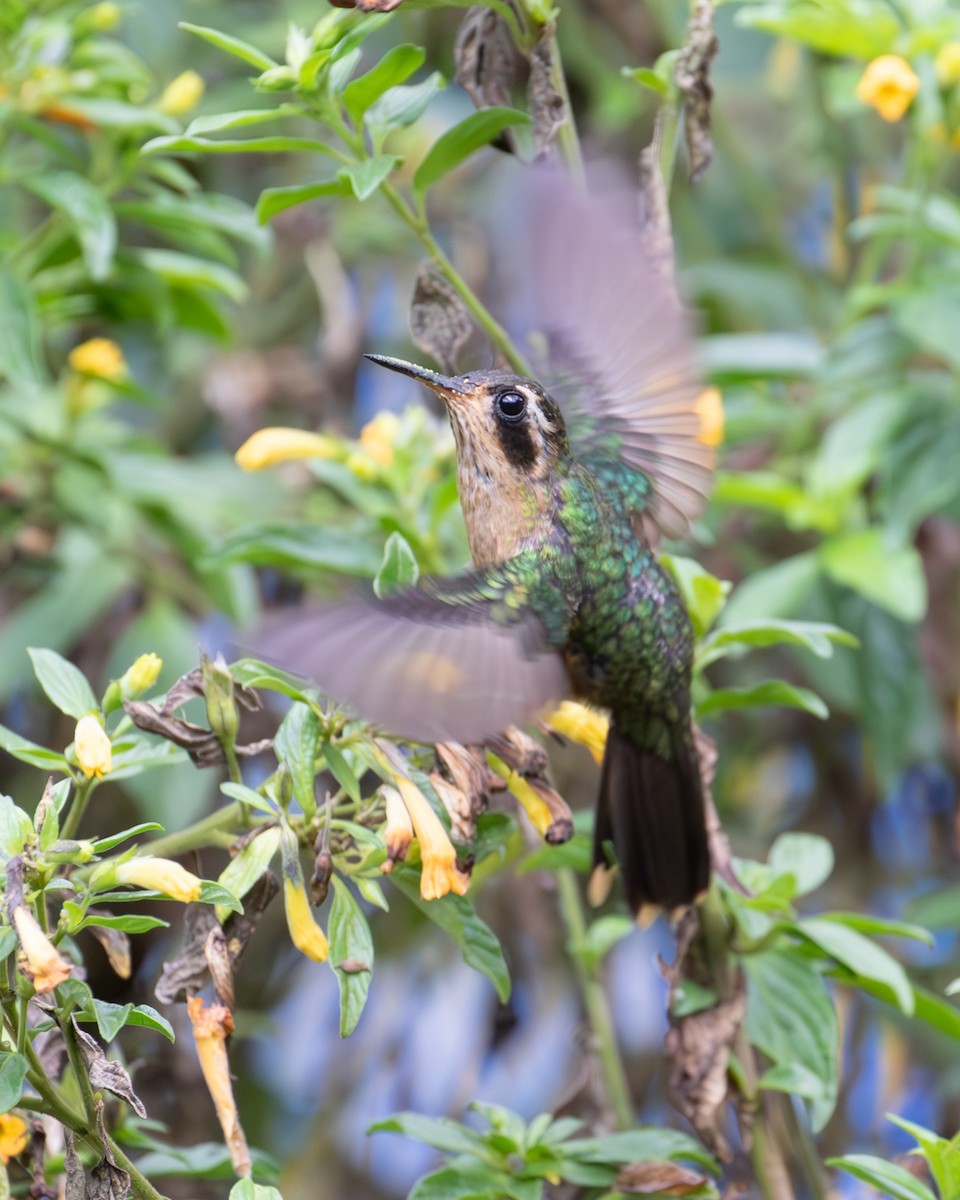 Speckled Hummingbird - ML638164691