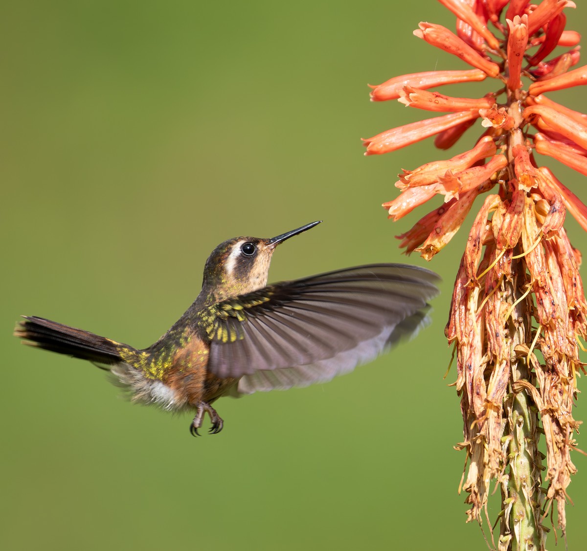 Speckled Hummingbird - ML638164692