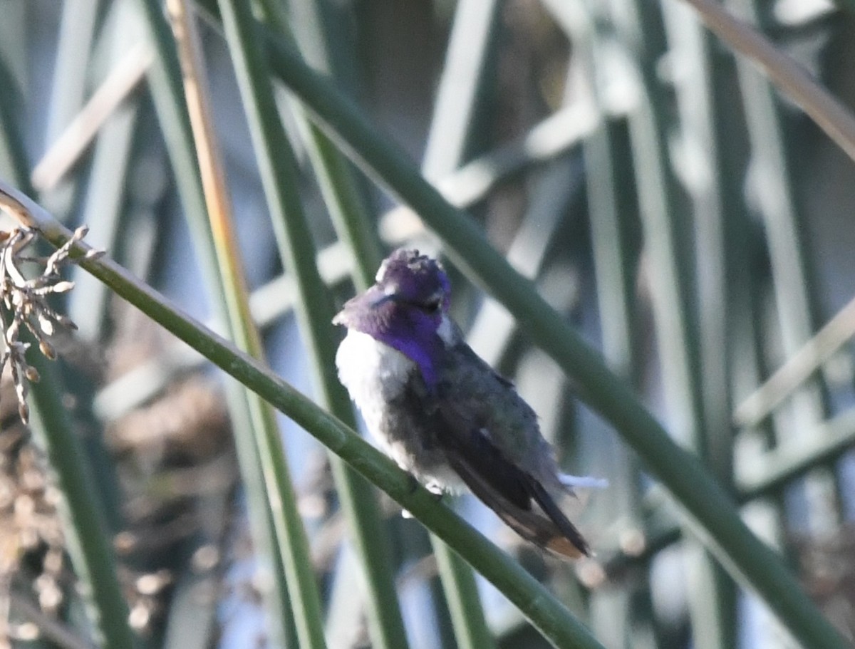 Costa's Hummingbird - ML638164701