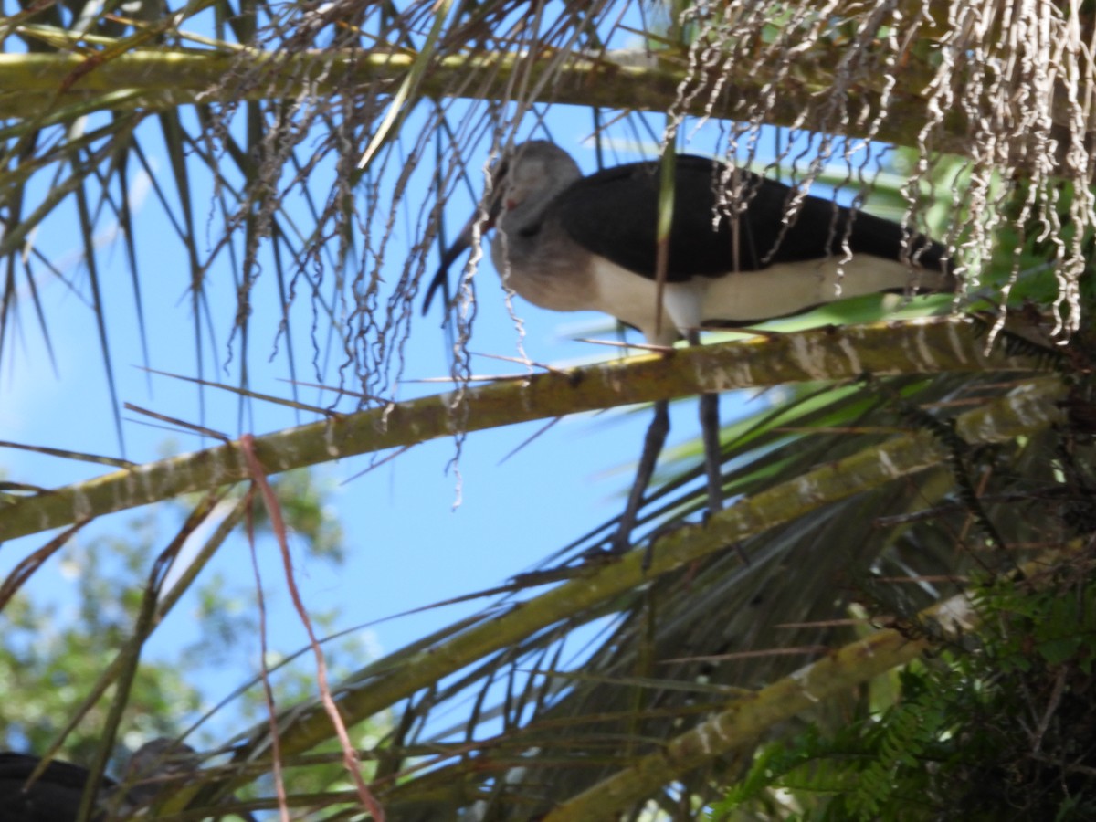 White Ibis - ML638164718