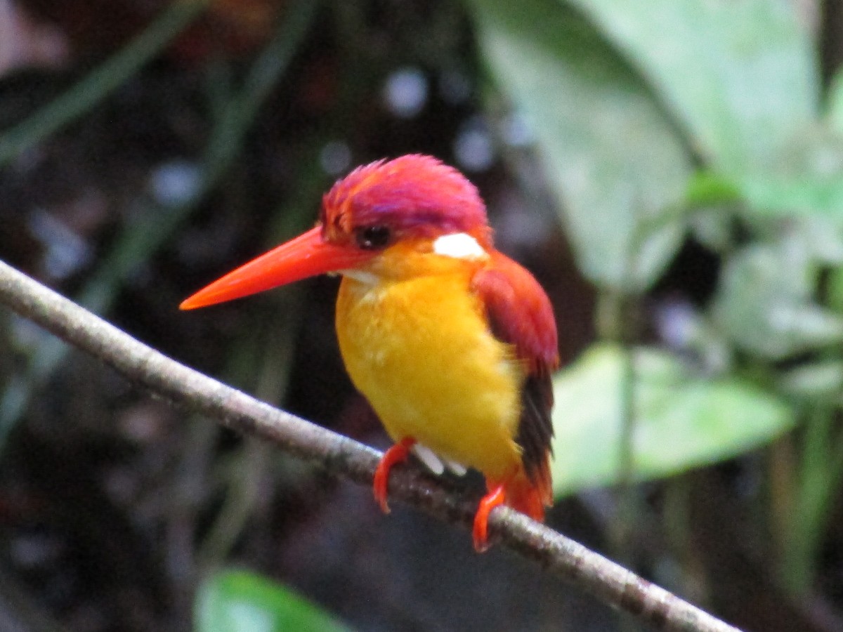 Rufous-backed Dwarf-Kingfisher - ML638164721