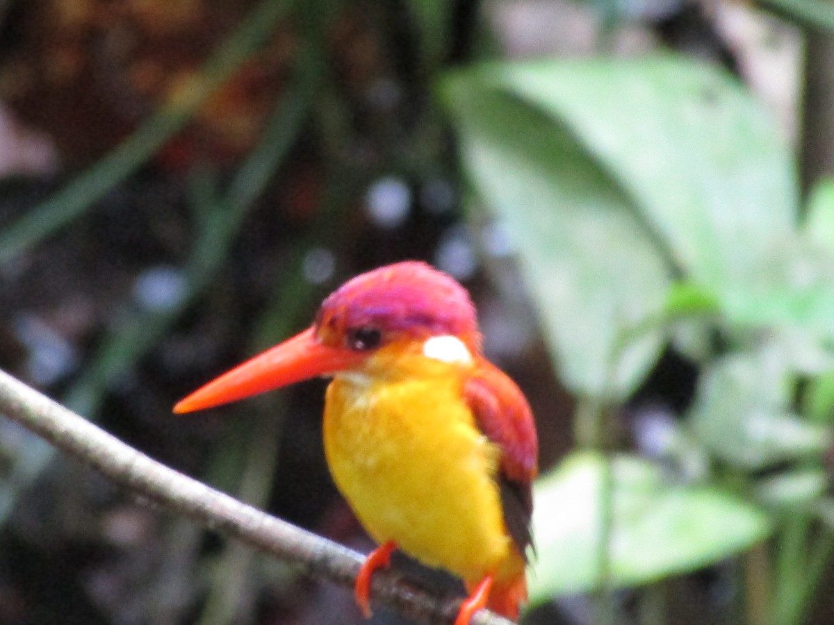 Rufous-backed Dwarf-Kingfisher - ML638164722