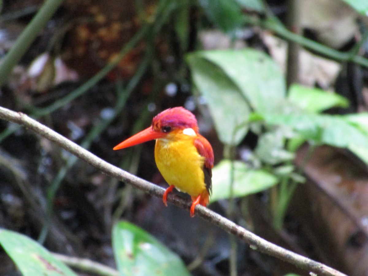 Rufous-backed Dwarf-Kingfisher - ML638164723