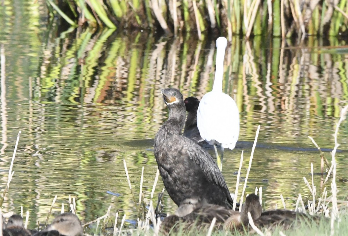 Neotropic Cormorant - ML638164725