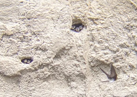 Bank Swallow - ML638164727