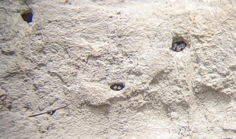 Bank Swallow - ML638164728