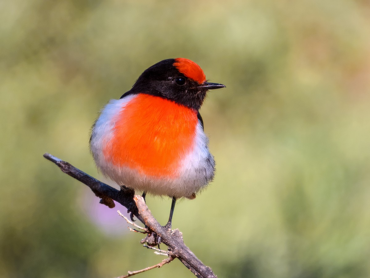Red-capped Robin - ML638164736