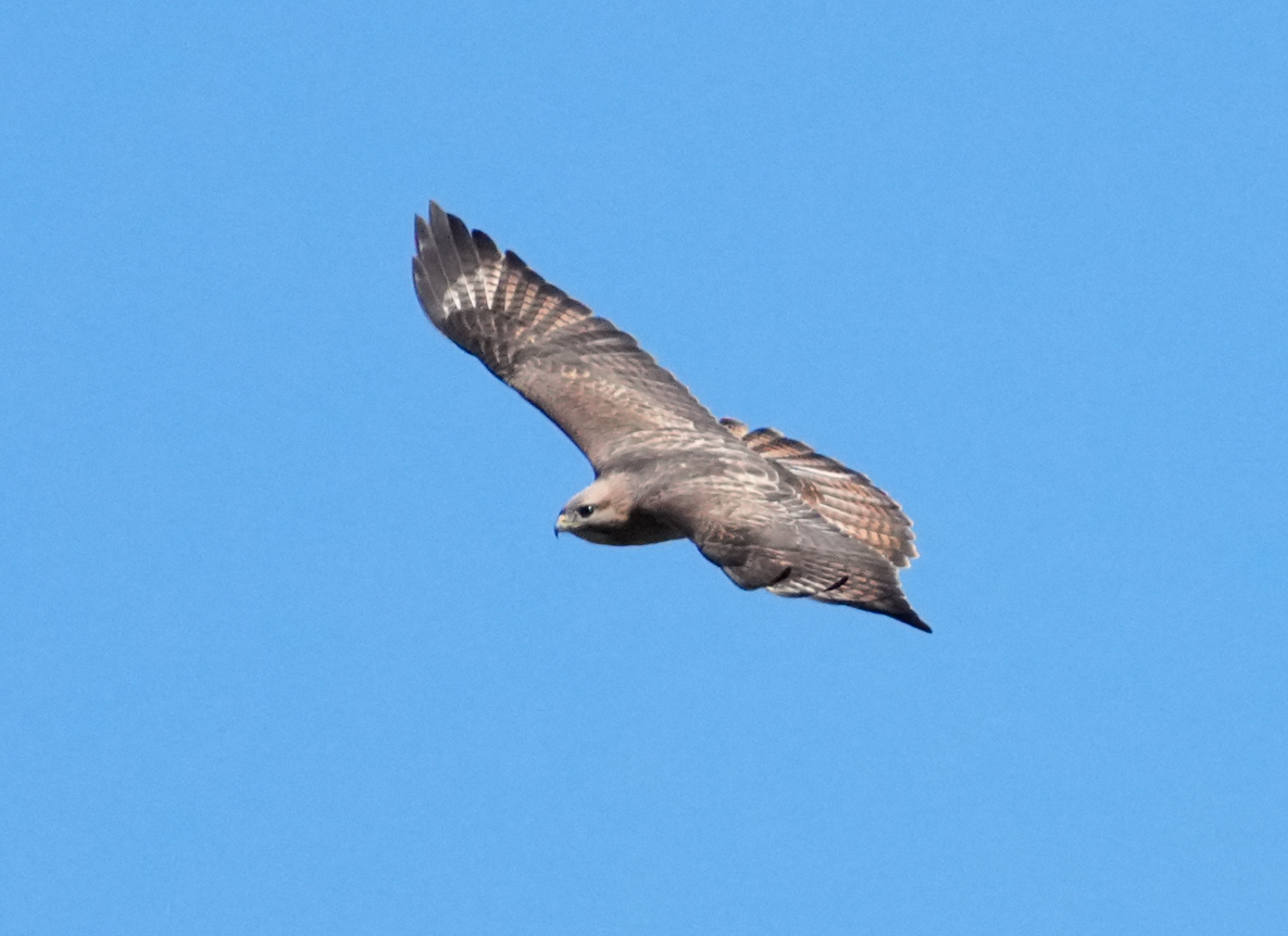 Himalayan Buzzard - ML638164746