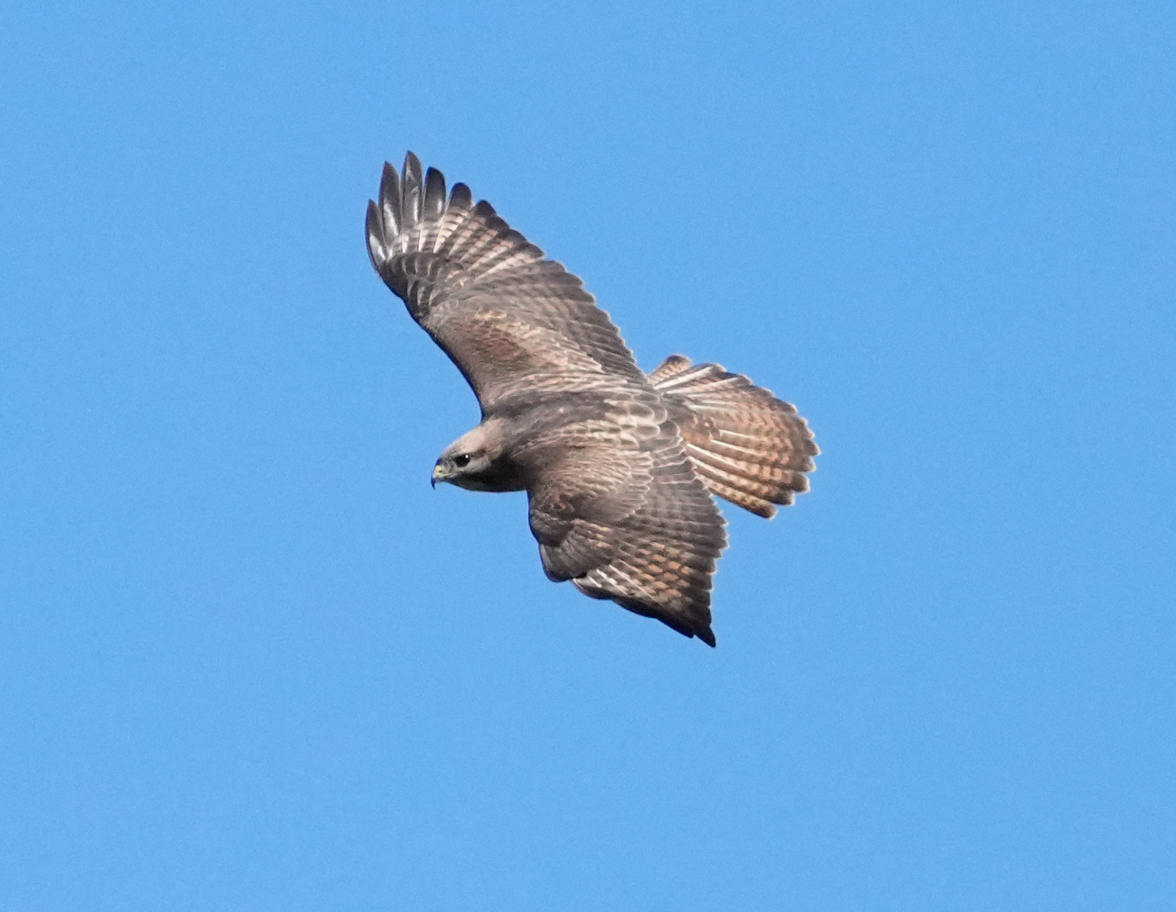 Himalayan Buzzard - ML638164747