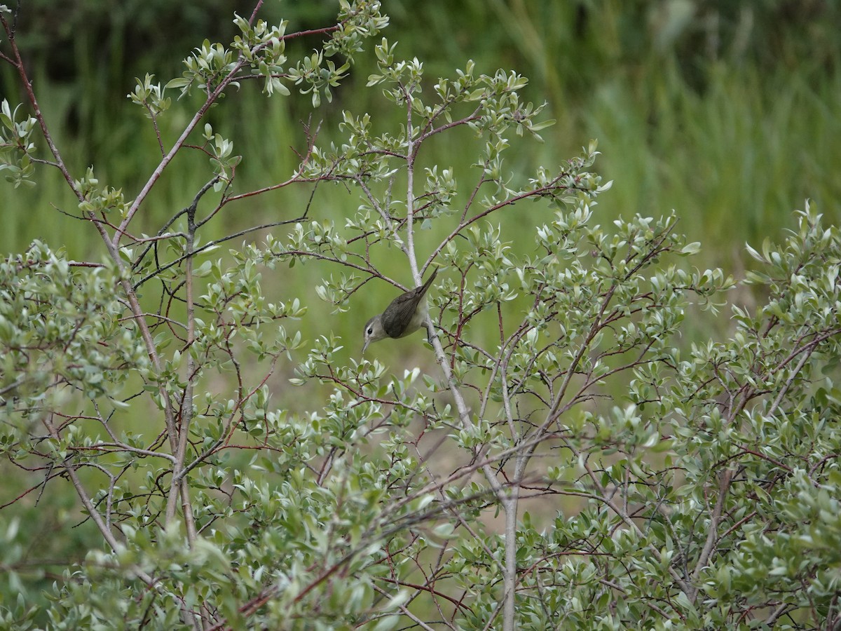Warbling Vireo - ML638164750