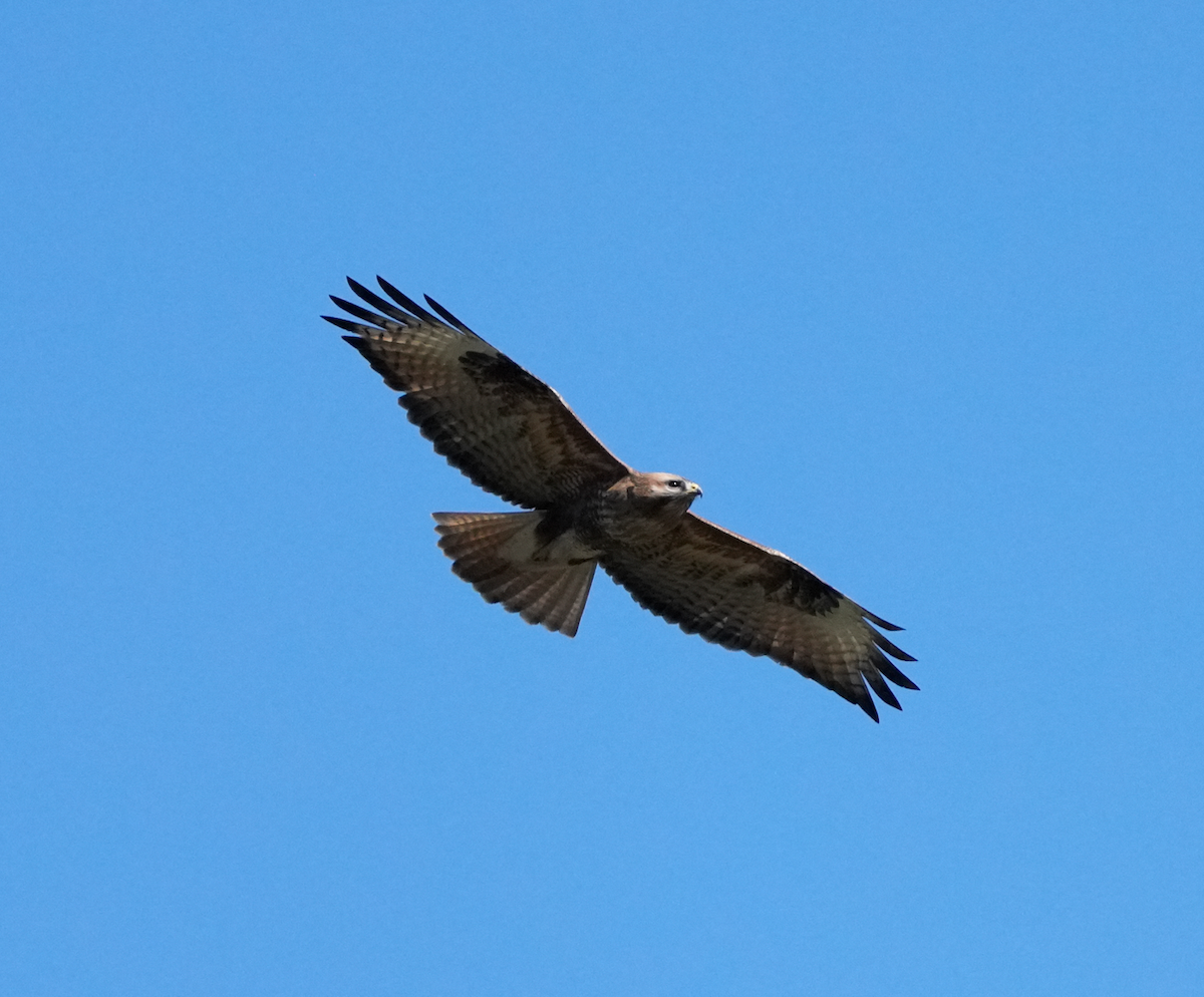 Himalayan Buzzard - ML638164752
