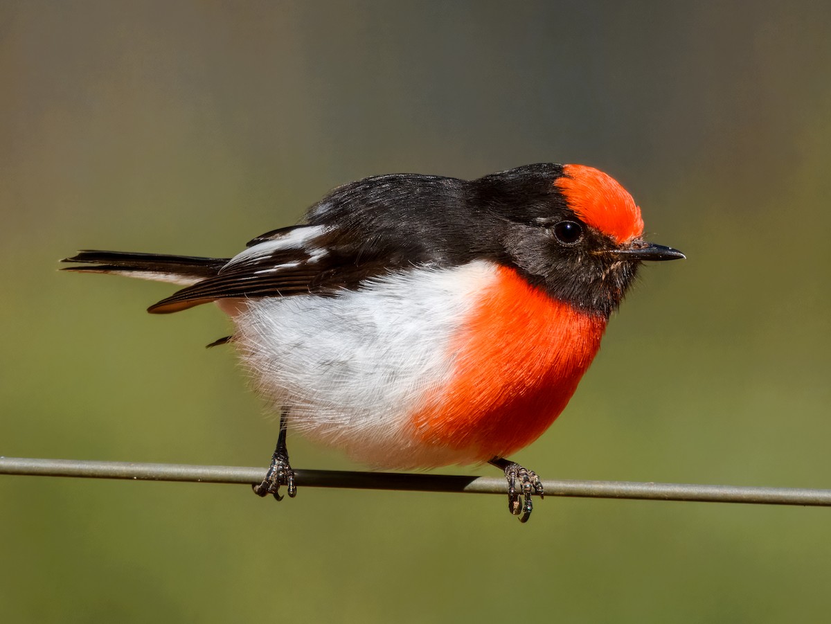 Red-capped Robin - ML638164753