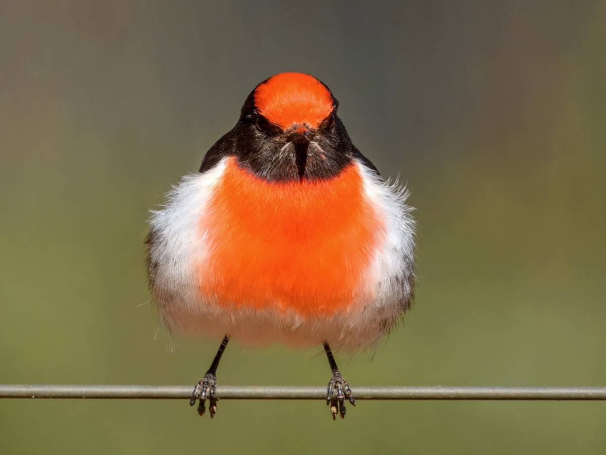 Red-capped Robin - ML638164766