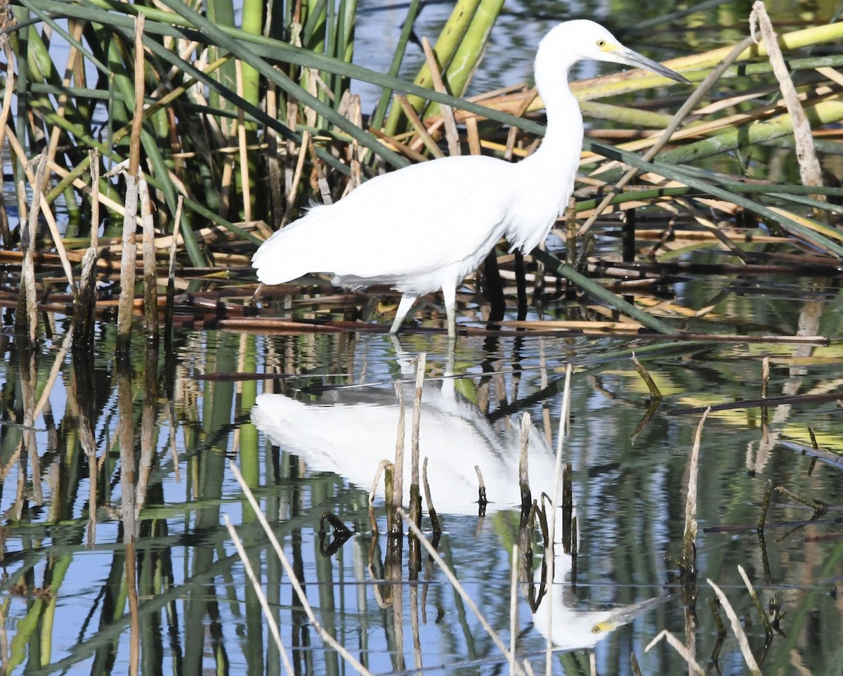 Snowy Egret - ML638164780