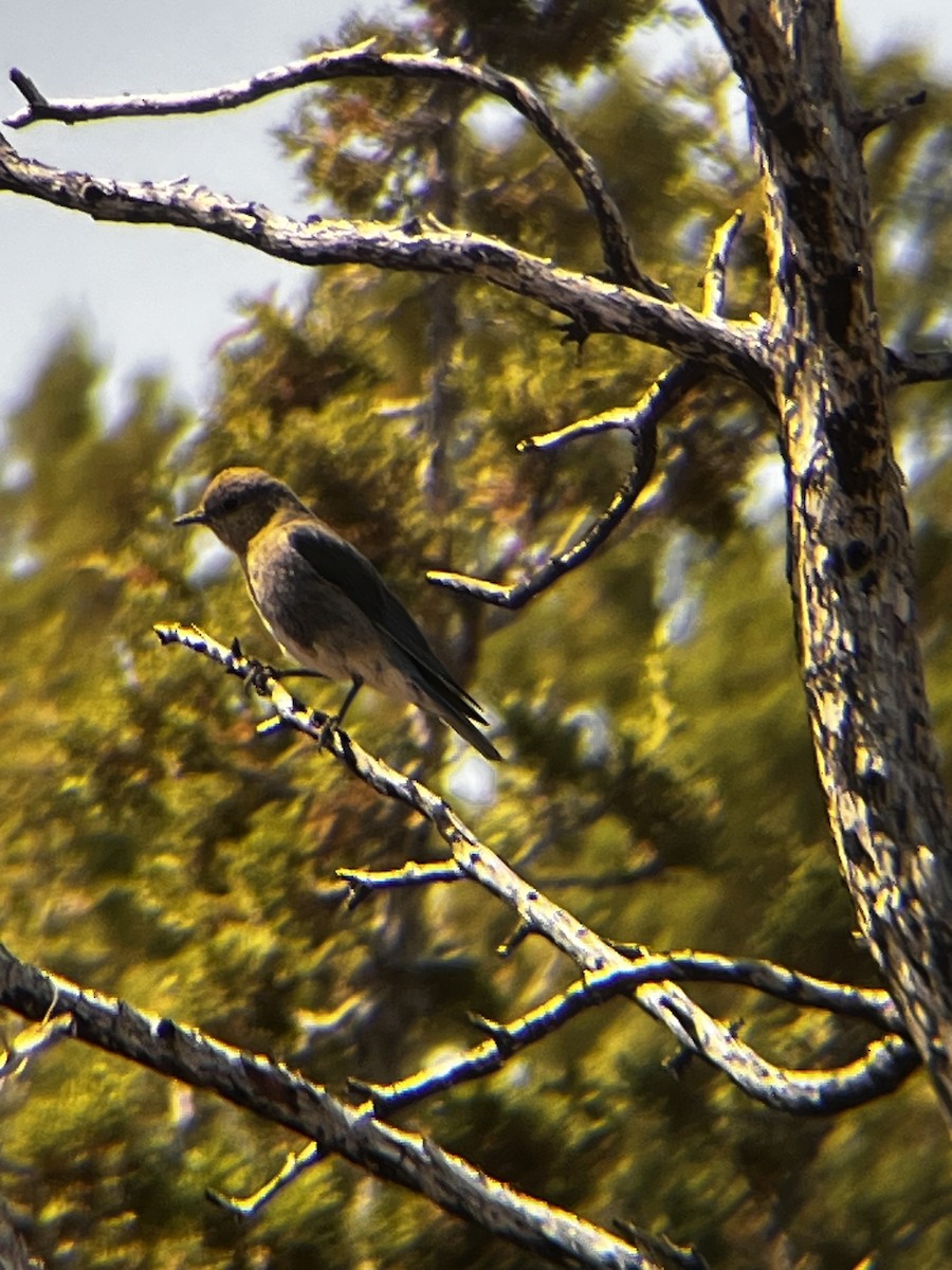 Gray Flycatcher - ML638164781