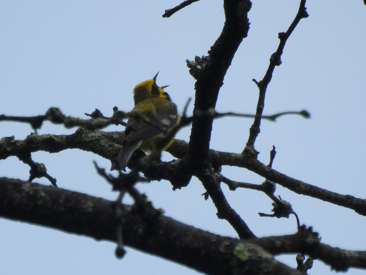 Lawrence's Warbler (hybrid) - ML638164787