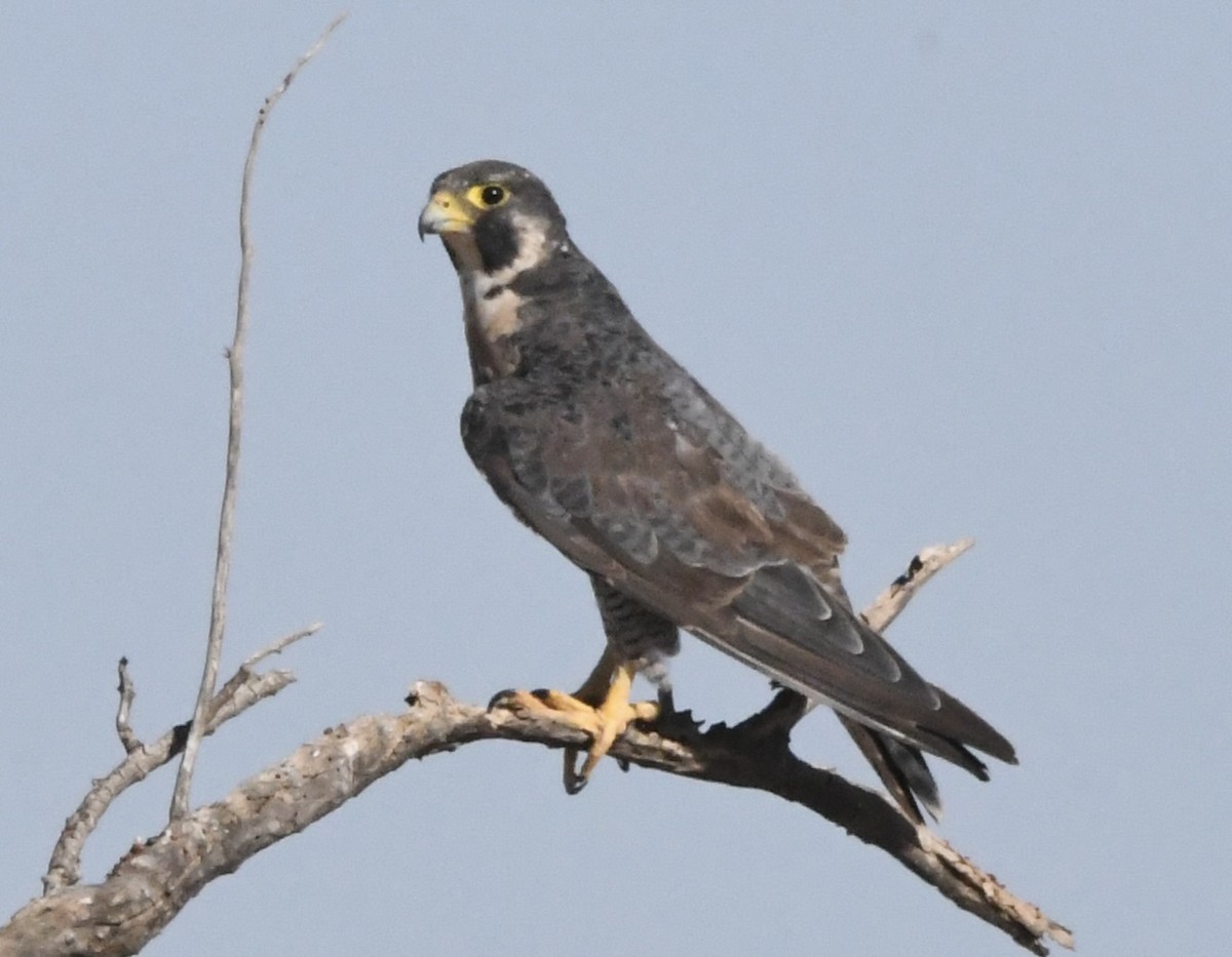 Peregrine Falcon - ML638164790