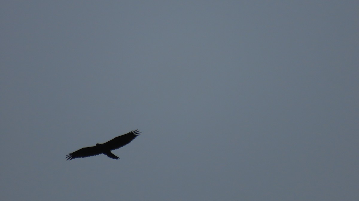 Bonelli's Eagle - ML638164791