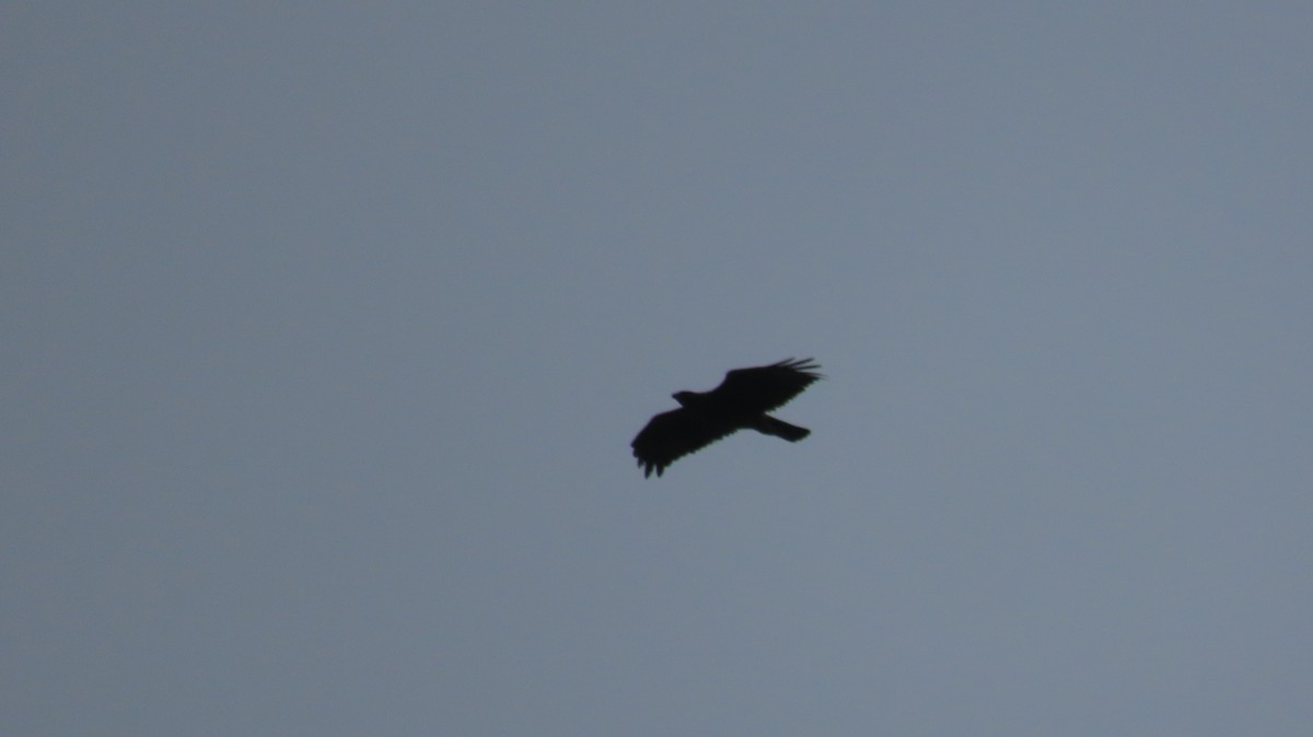 Bonelli's Eagle - ML638164794