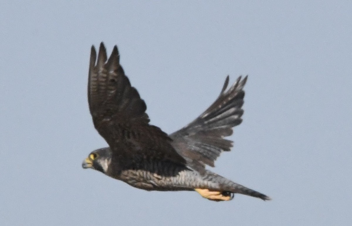 Peregrine Falcon - ML638164795