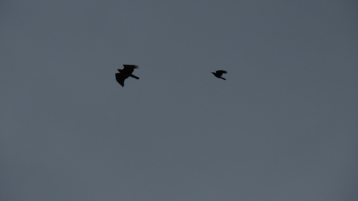 Bonelli's Eagle - ML638164797