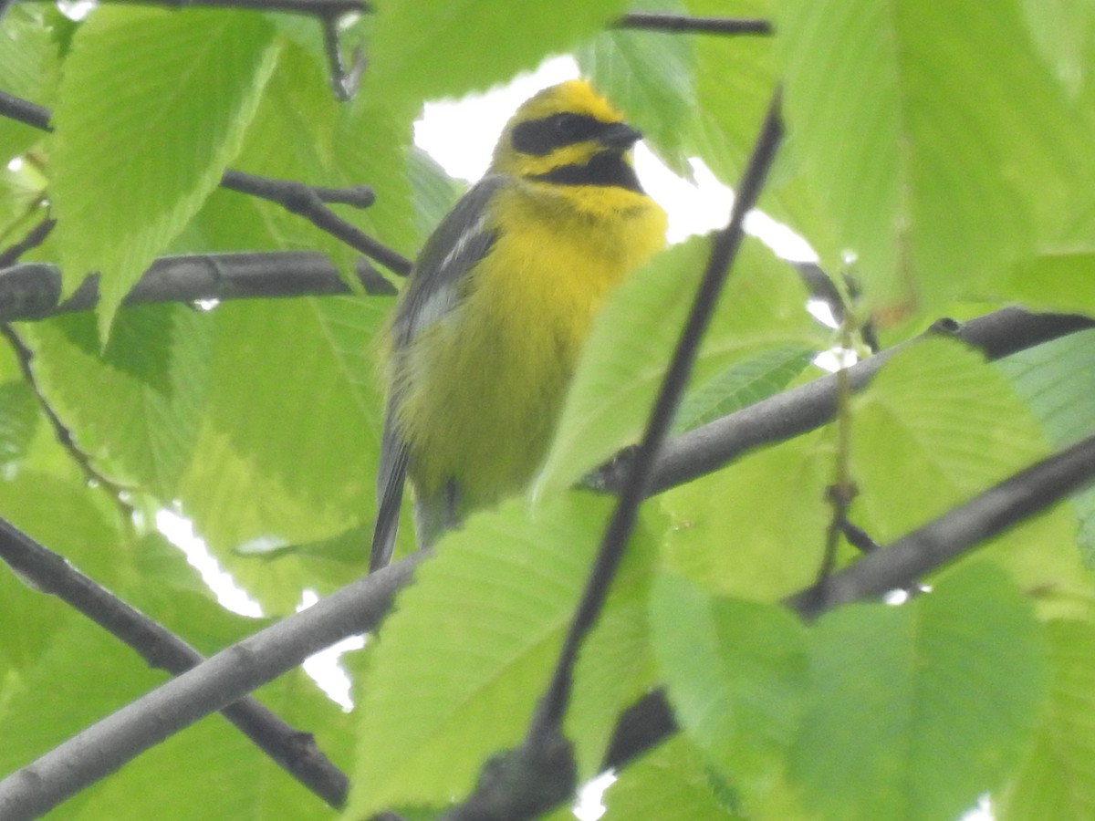 Lawrence's Warbler (hybrid) - ML638164801