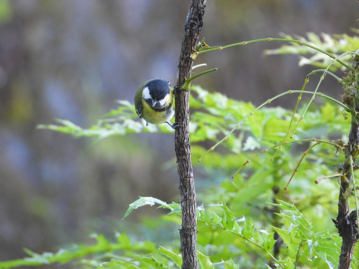 Green-backed Tit - ML638164802