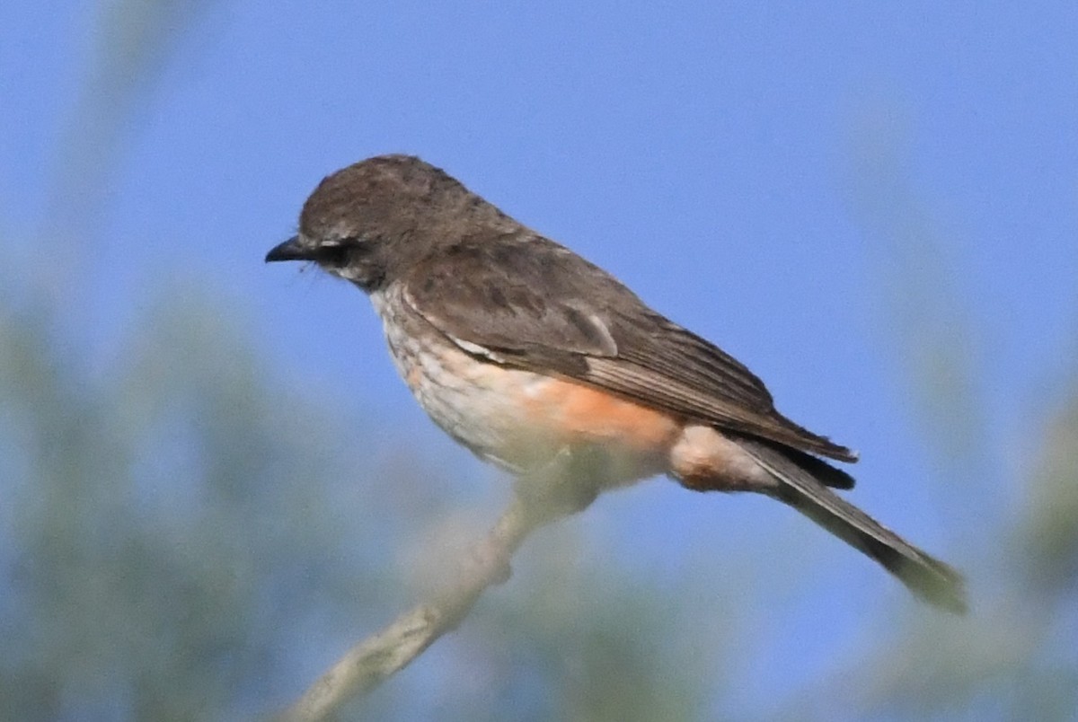 Vermilion Flycatcher - ML638164804