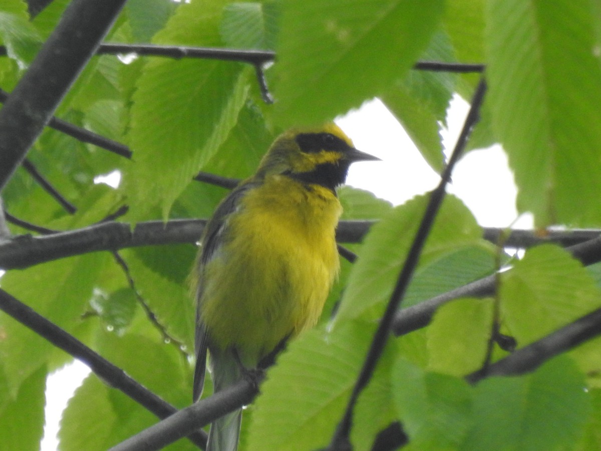 Lawrence's Warbler (hybrid) - ML638164806