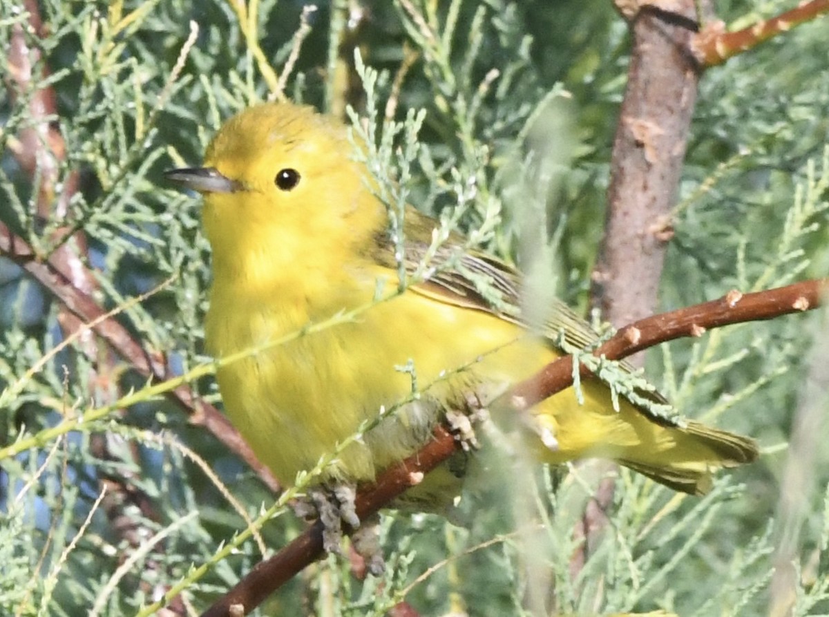 Yellow Warbler - ML638164812
