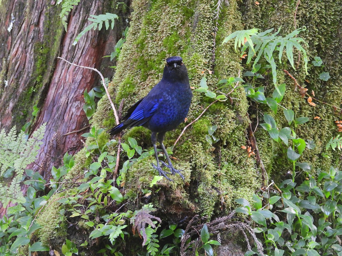 Taiwan Whistling-Thrush - ML638164830
