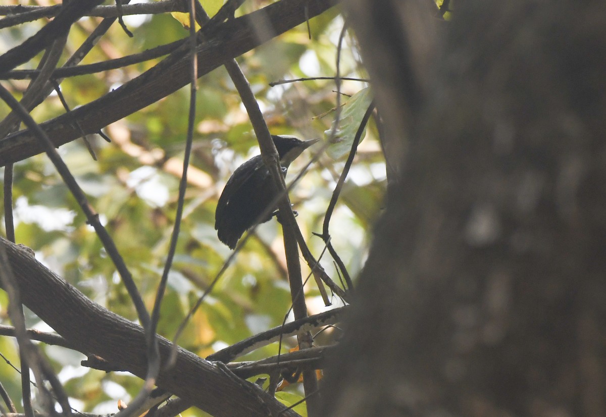 Heart-spotted Woodpecker - ML638164849