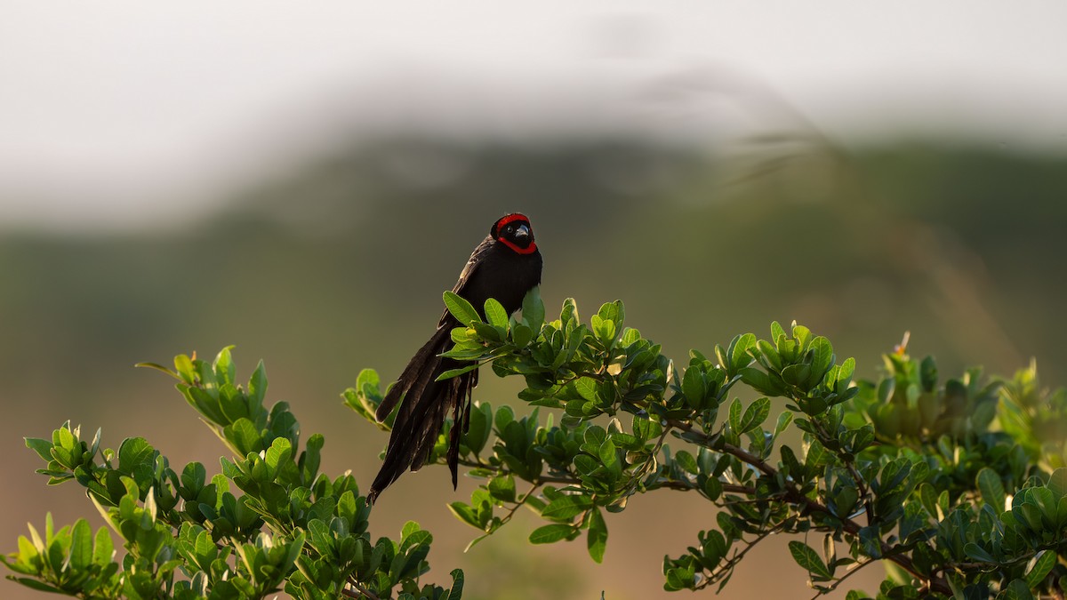 Red-cowled Widowbird - ML638164850