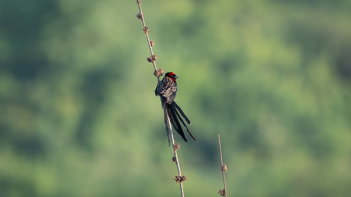 Red-cowled Widowbird - ML638164851