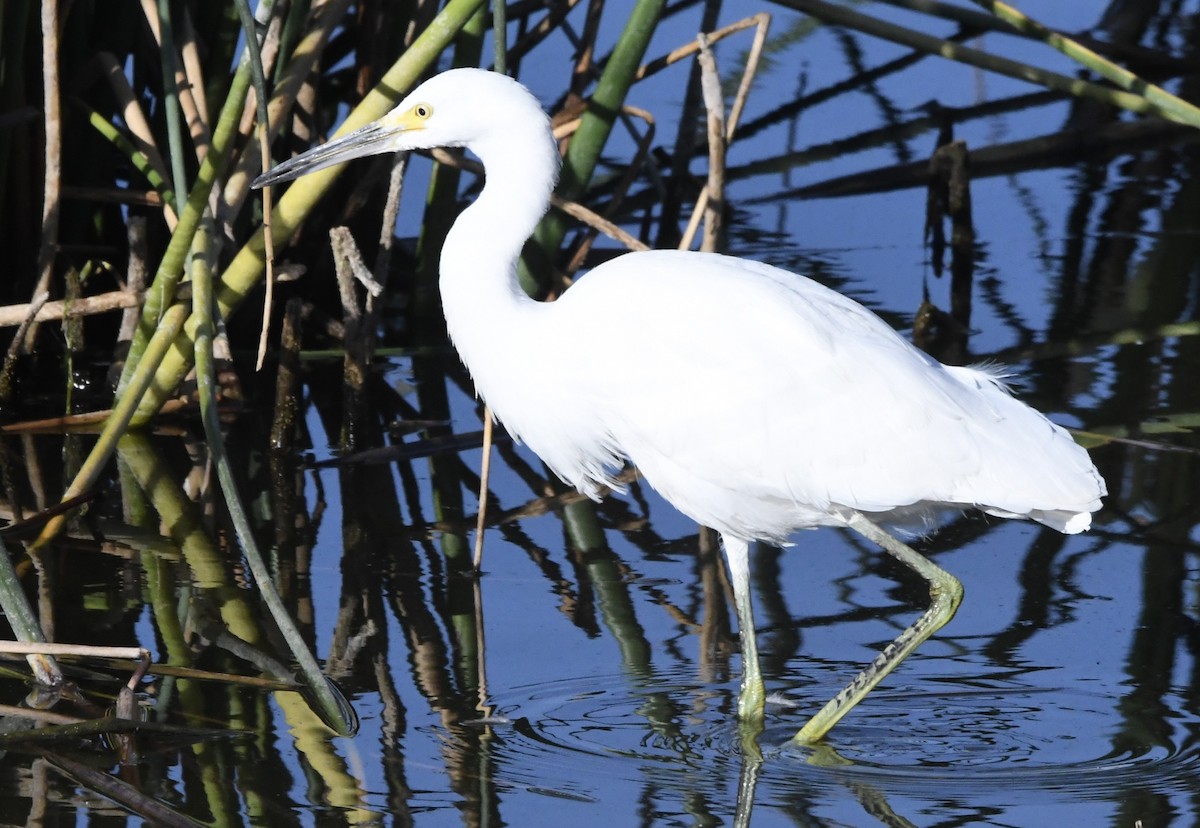 Snowy Egret - ML638164892
