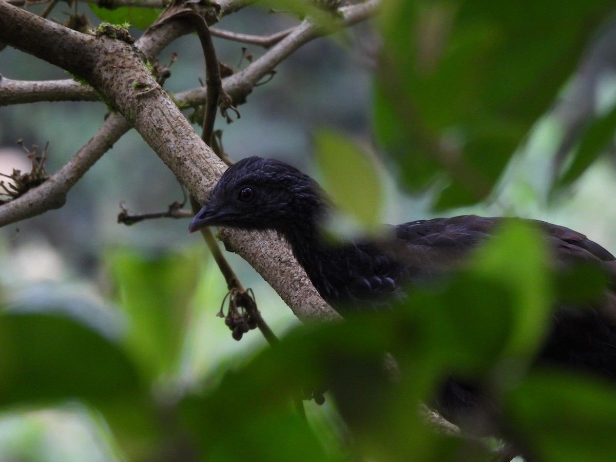 Andean Guan - ML638164897