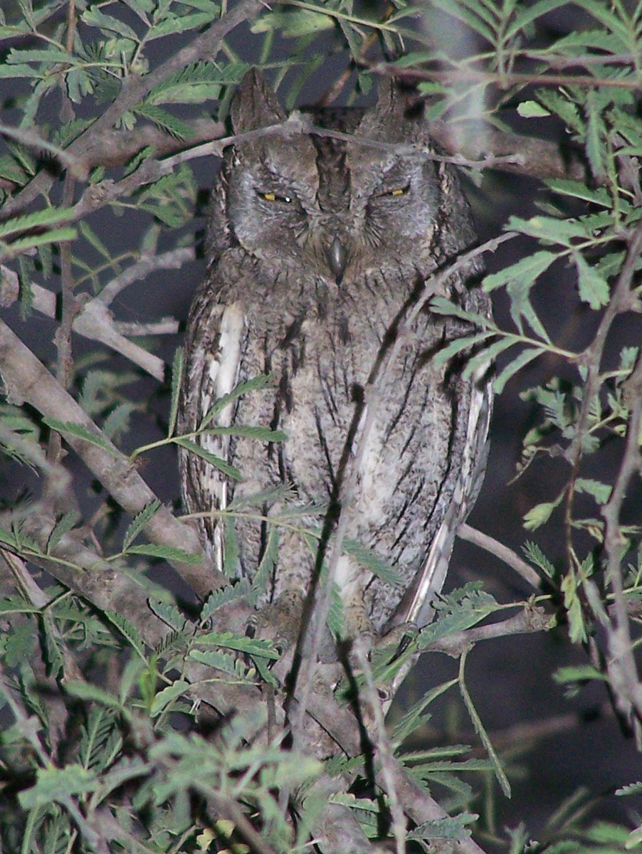 Pallid Scops-Owl - ML638164903