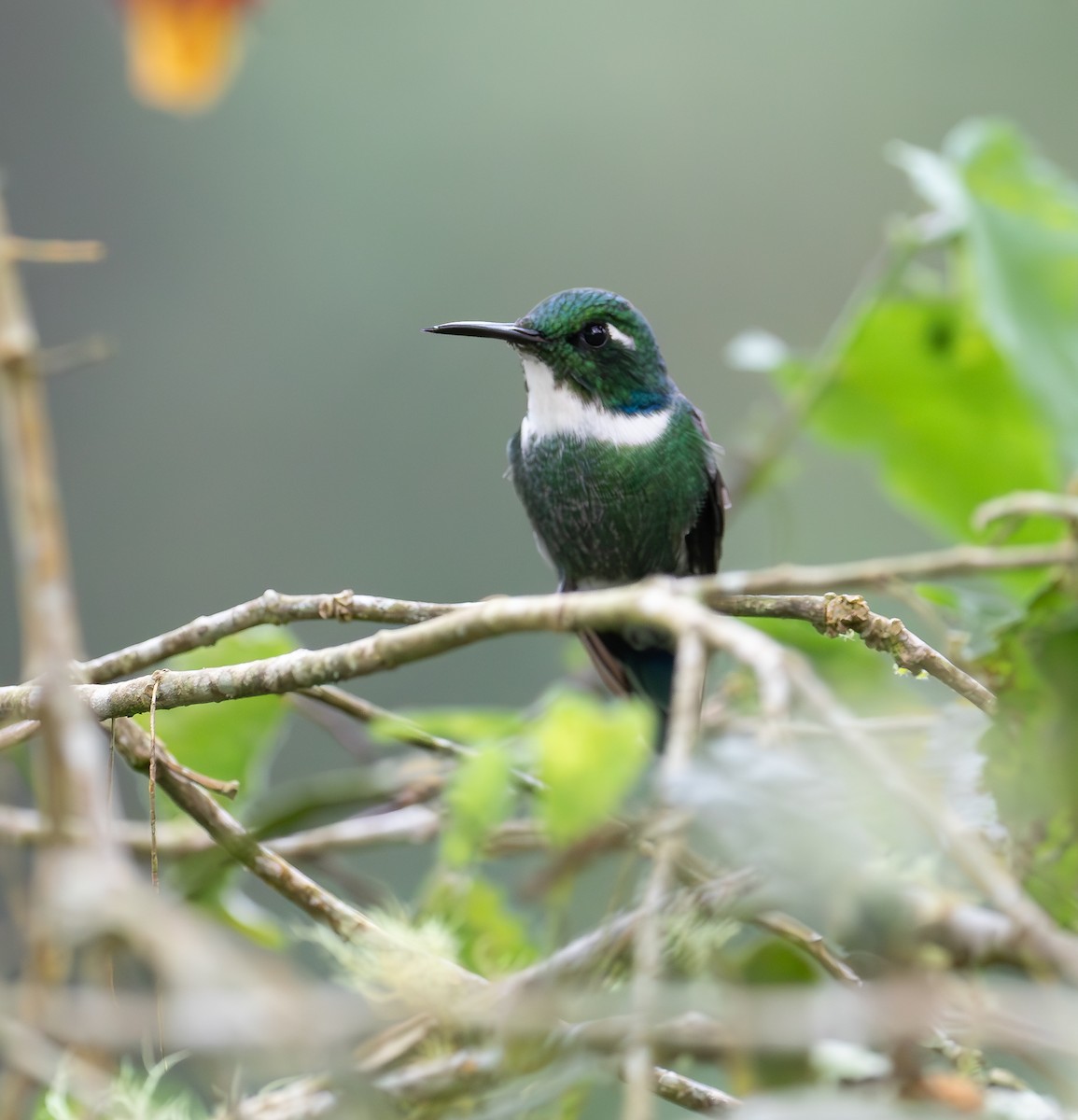 White-throated Daggerbill - ML638164925