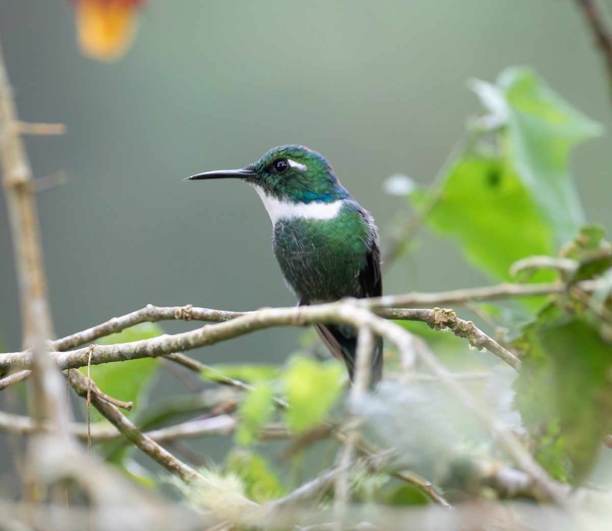 White-throated Daggerbill - ML638164926