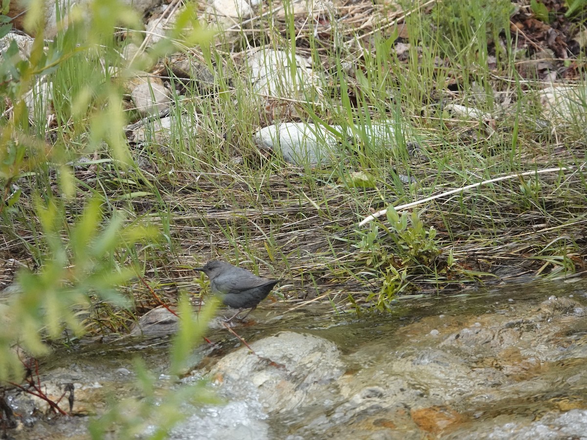 American Dipper - ML638164939