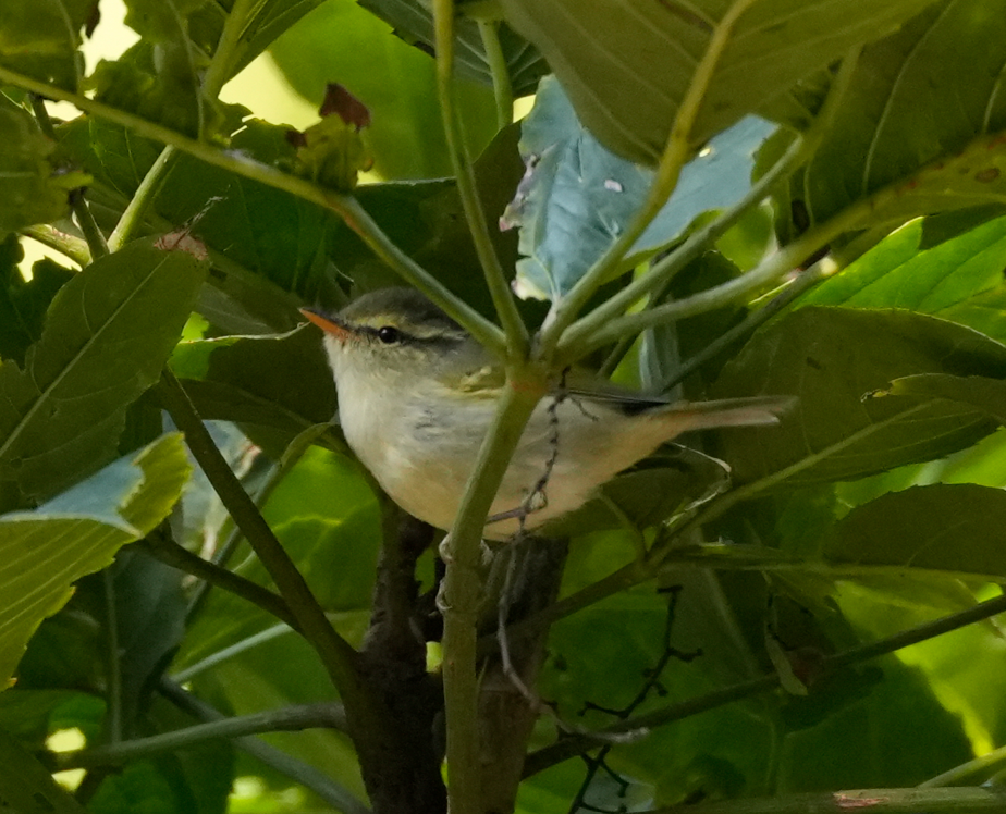 Blyth's Leaf Warbler - ML638164945