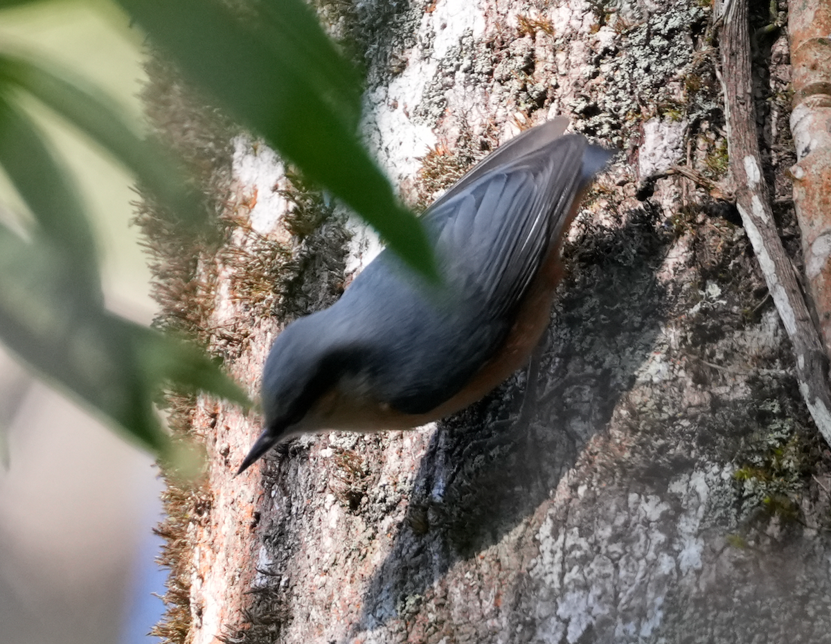 White-tailed Nuthatch - ML638164947