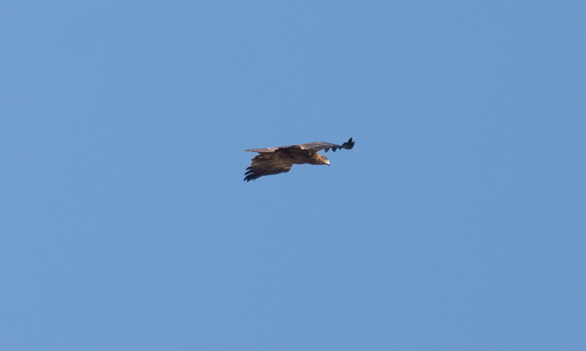 Tawny Eagle - ML638164960