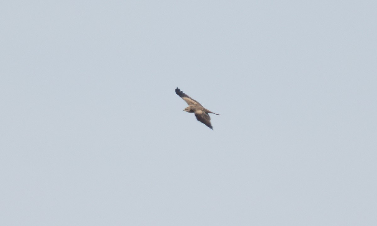 Black Kite (Black) - ML638164967